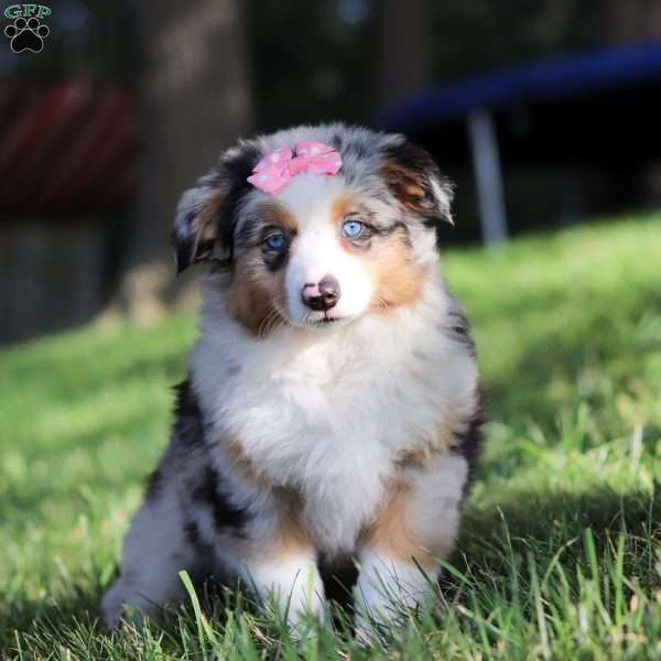 Millie, Miniature Australian Shepherd Puppy